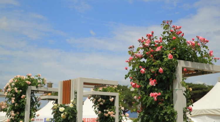 곡성 세계장미축제