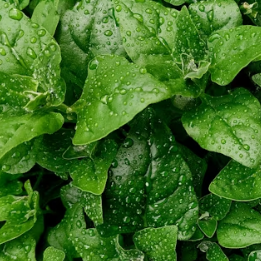 시금치 효능 부작용 고르는법 칼로리