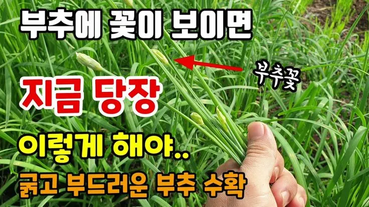 부추 재배 포기 나누기 덧비료 수확 반복_9
