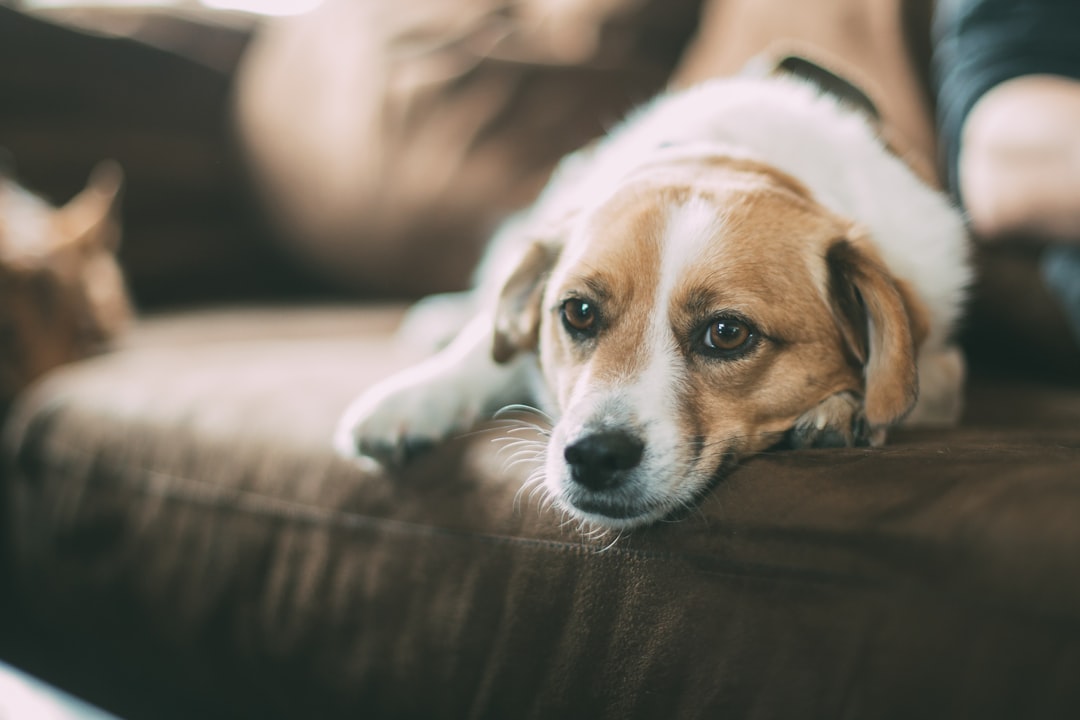 Dog.
