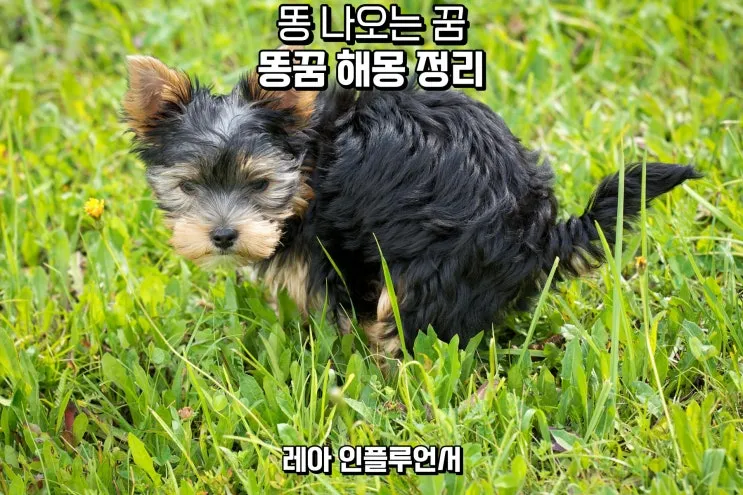 똥 먹는 꿈의 비밀에 관한 해석_4