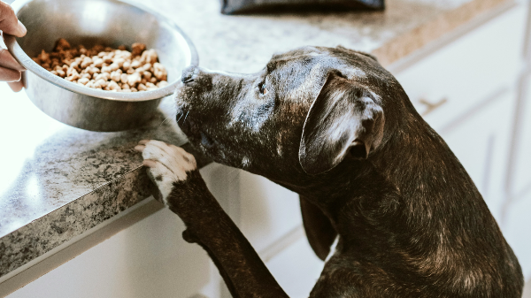 밥그릇을 바라보는 강아지