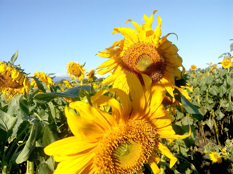 한국마사회 렛츠런팜(LetsRun FARM)