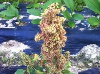 퀴노아 재배 배수성 좋은 흙 고온 건조 적응 수확_7