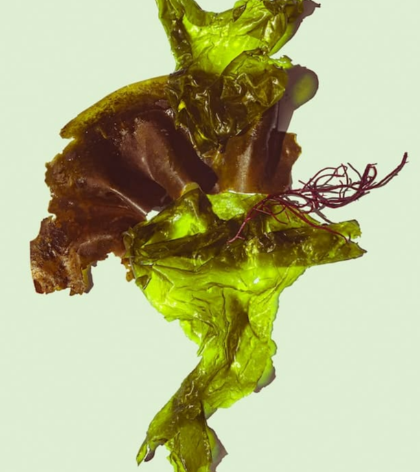 고지혈증에 좋은 음식