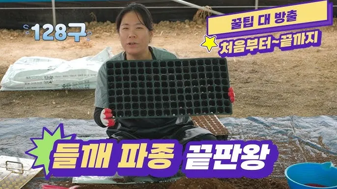 중부 남부 들깨 파종시기 및 들깨 재배방법 요약 정리_3