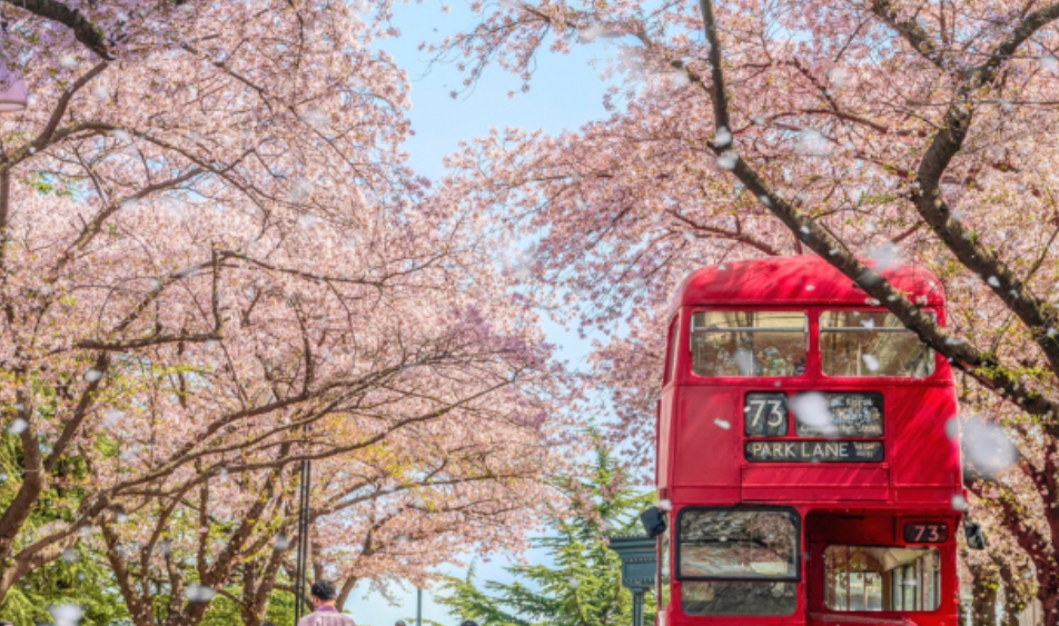 2025 벚꽃 개화시기