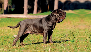 나폴리탄 마스티프의 측면.