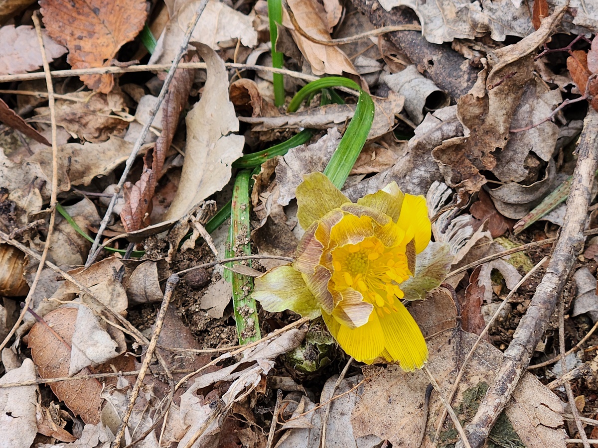 개복수초(가지복수초)