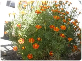 여름꽃 종류 모음 여름 꽃나무 추천 12가지 정리_20