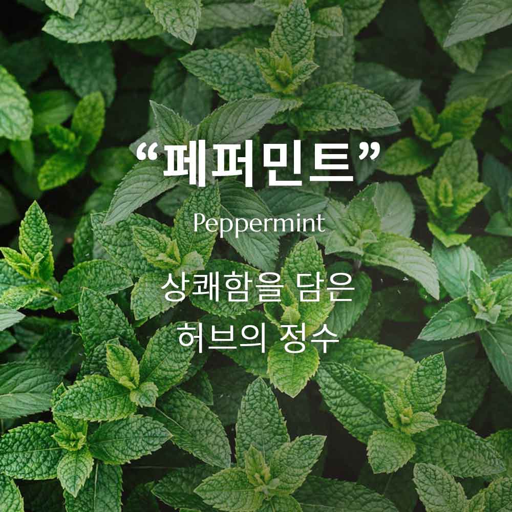 페퍼민트 에센셜 오일, 상쾌함을 담은 허브의 정수