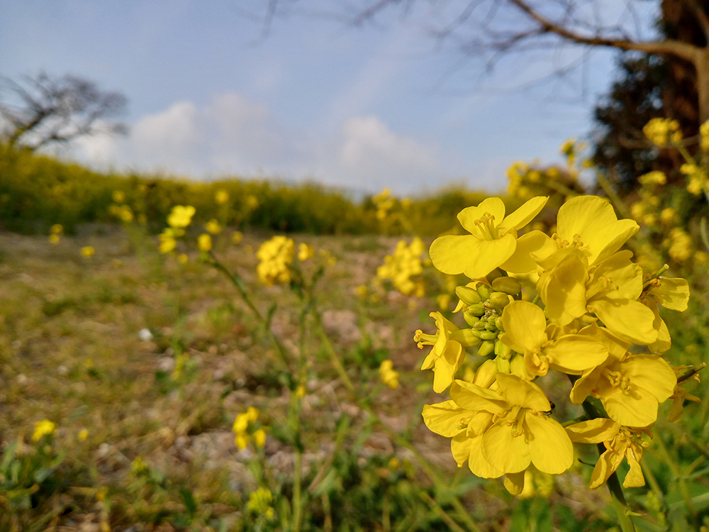 서귀포 바닷가 유채꽃(Rapeseed)