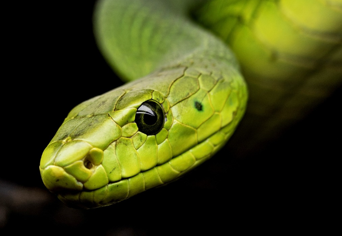 2023년 뱀띠운세