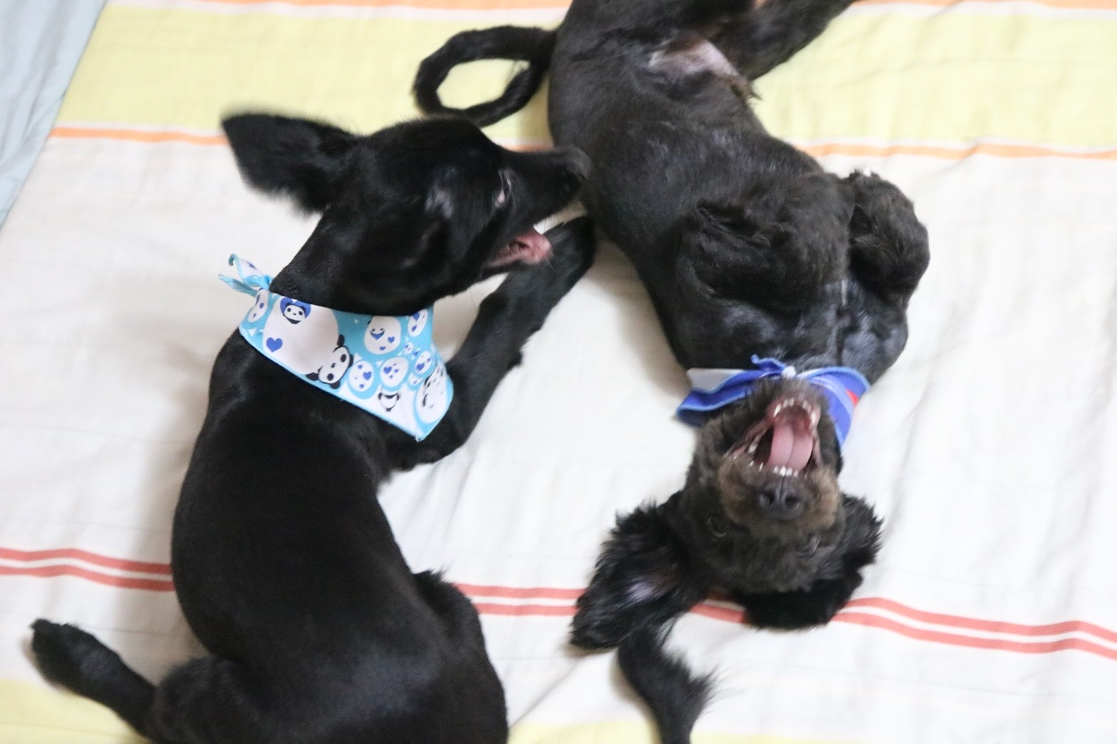 입냄새와 잇몸 손상 유발 2