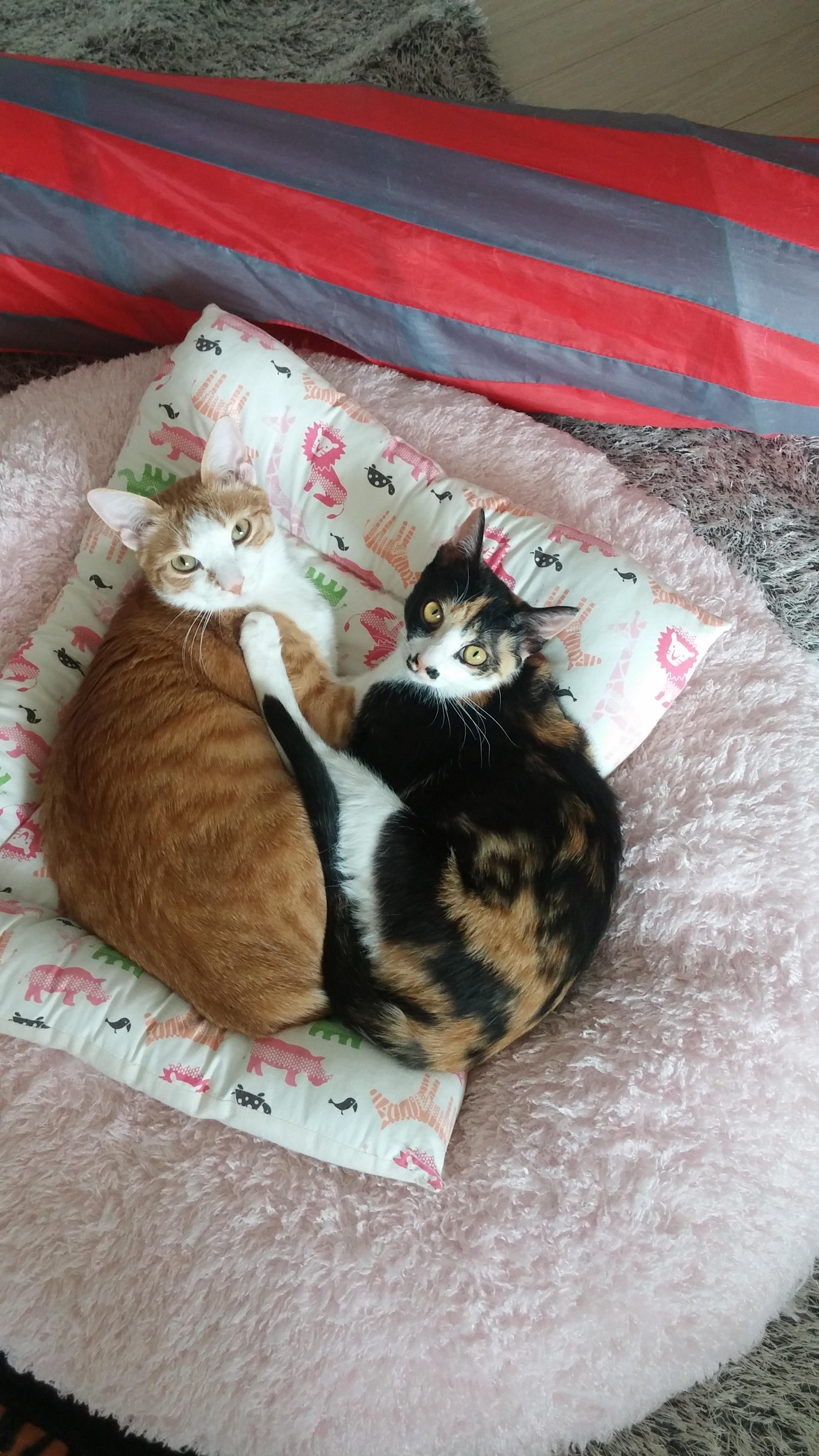 우리집 달달한 고양이 커플. 다다는 호야바라기.