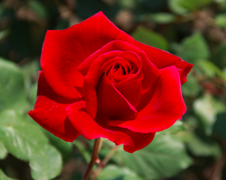 Mr. Lincoln Rose