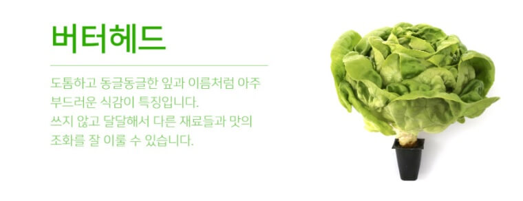 생방송투데이 환승직업 두 번째 인생 충주 쌈 채소 농장 웰팜이에이씨 쌈채소 스마트스토어 주문방법