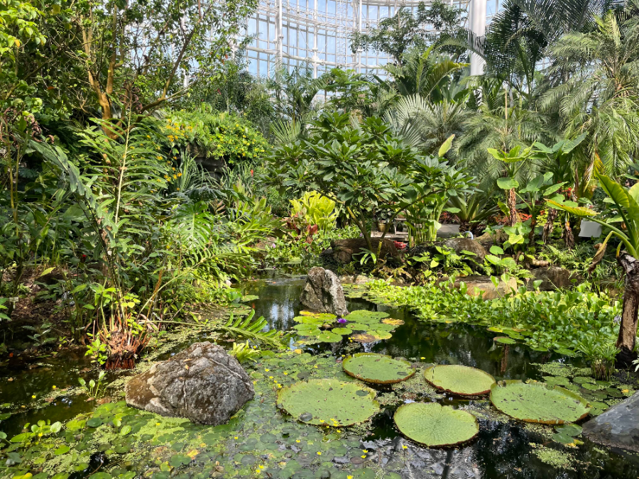 국립 세종수목원 사계절 전시온실 열대식물전시원