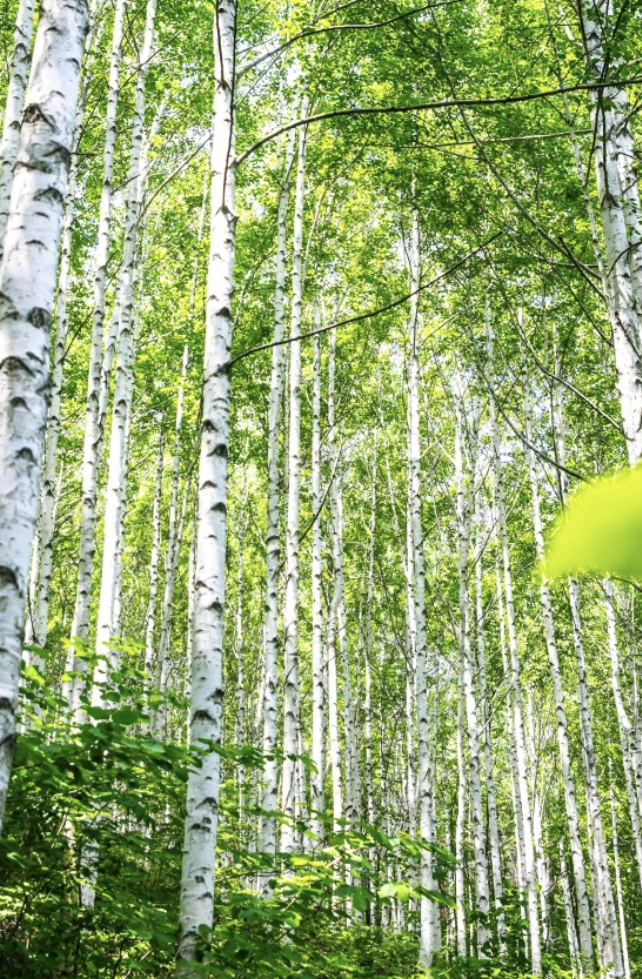 인제 원대리 자작나무숲