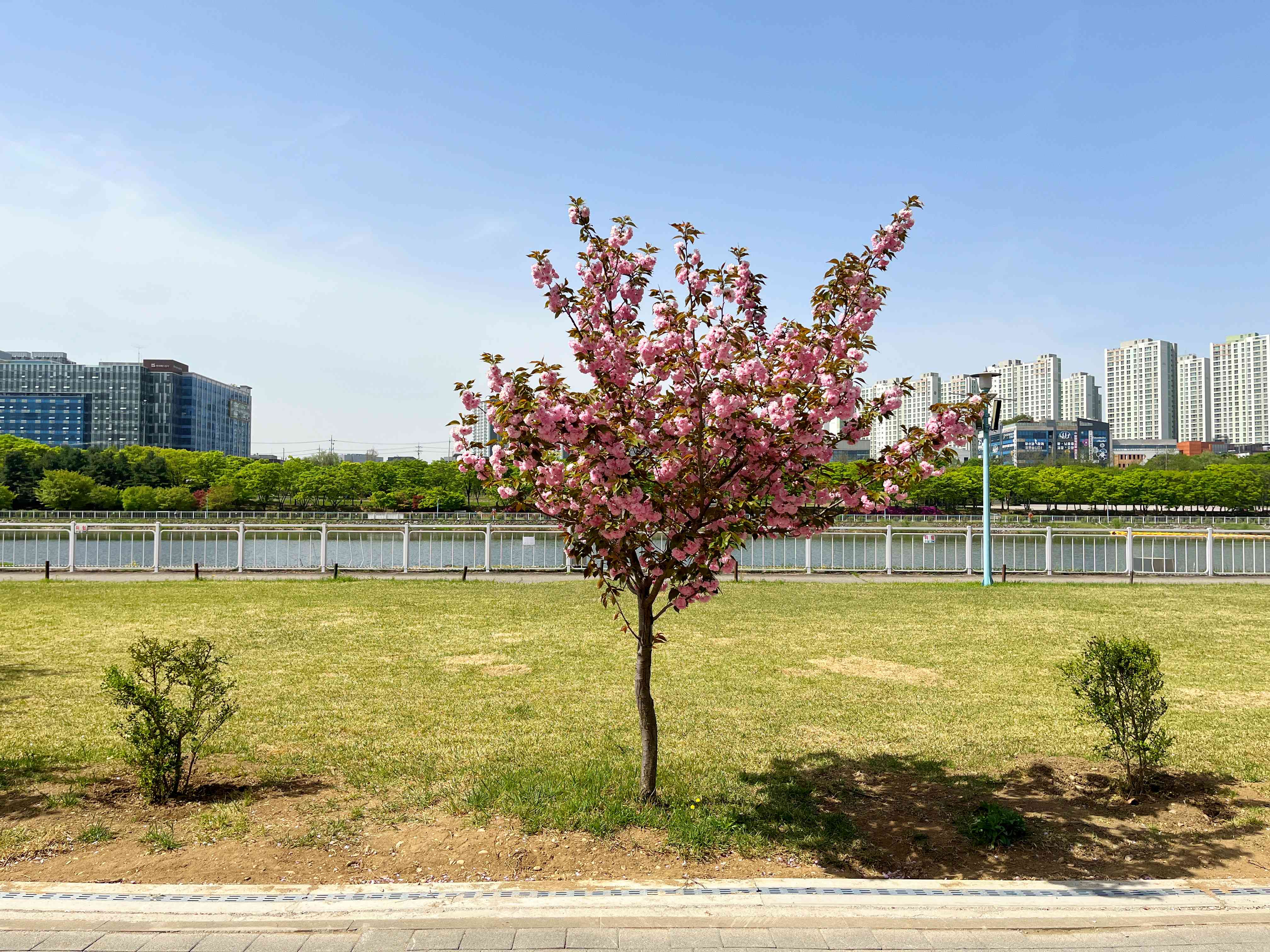 경정공원 겹벚꽃