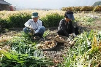 생강 재배 씨눈 맞추기 보온 피복 수확 건조_33