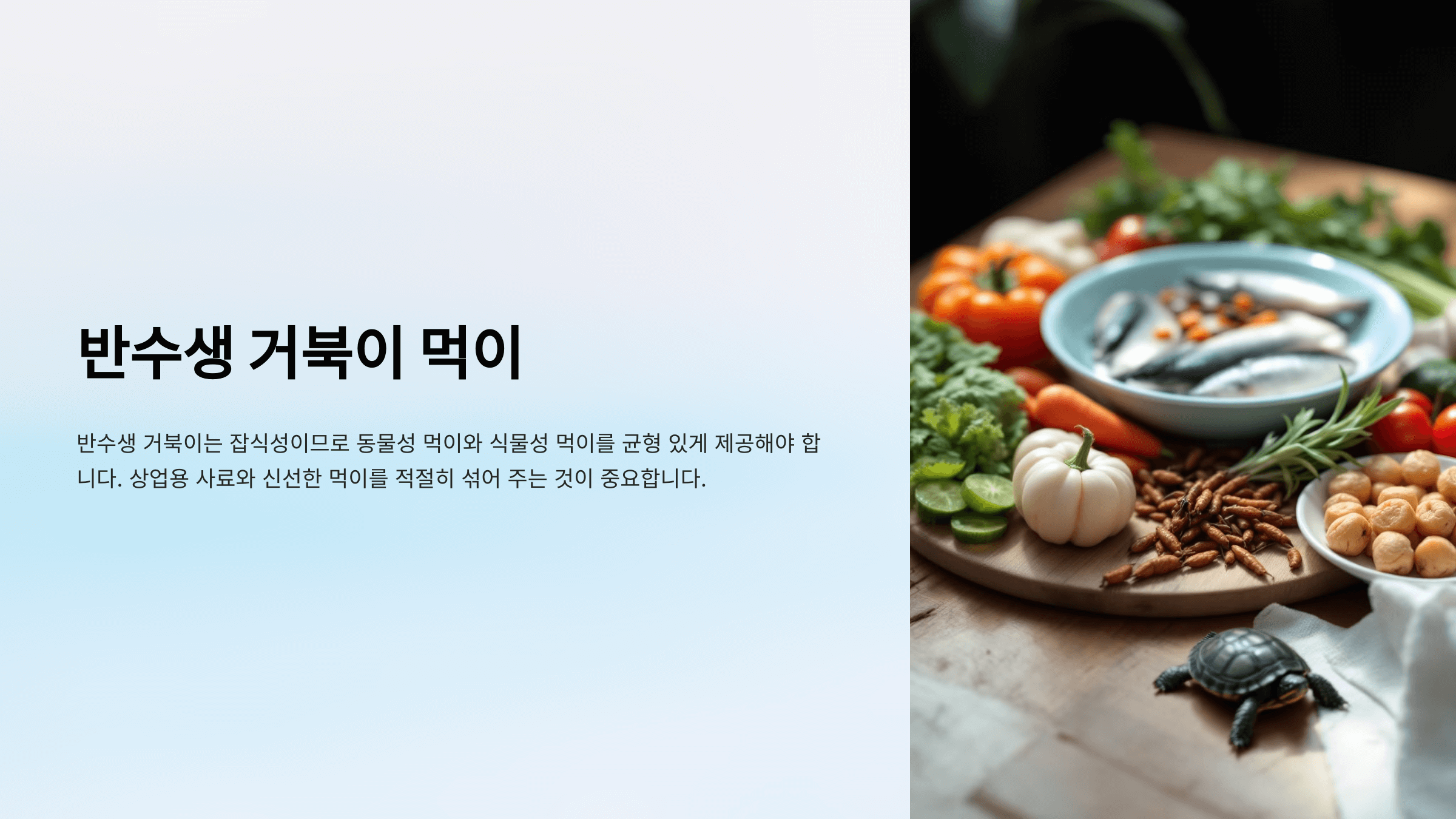 반수생 거북이 사진입니다.