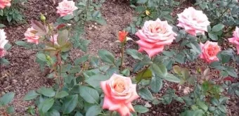 장미 재배 전정 시기 병해 예방 풍성한 개화_6