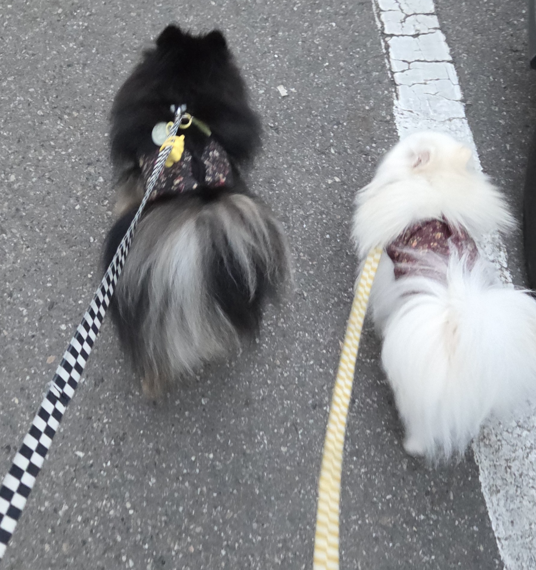 행복한 산책 중인 하콩&amp;달콩