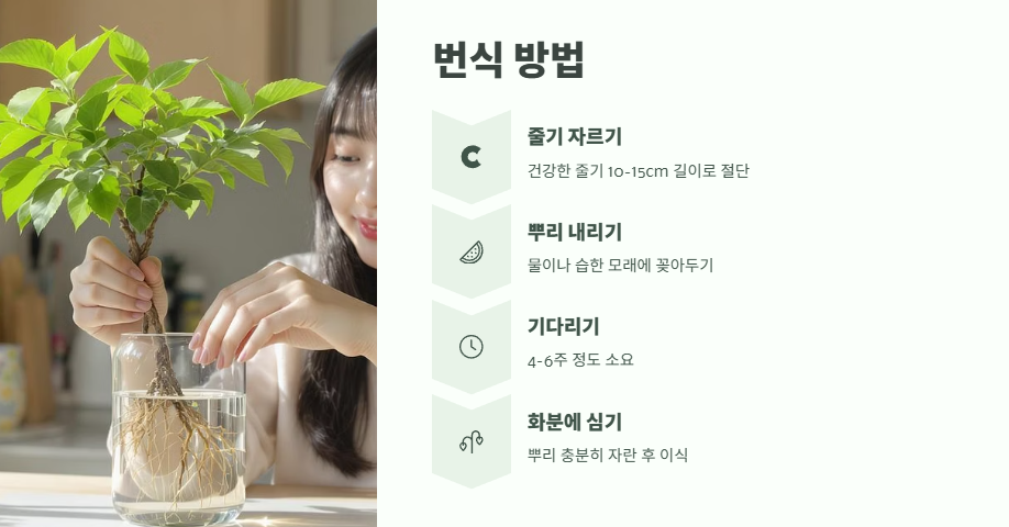 행운목 키우는 방법 바로 보기 11