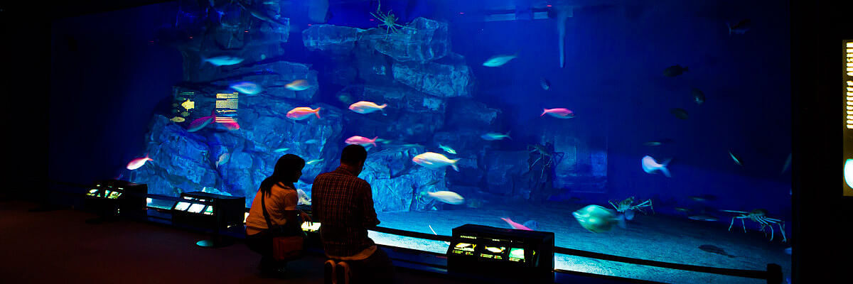 오키나와 추라우미 수족관