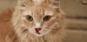 고양이 코피 원인, 증상, 관리법_32