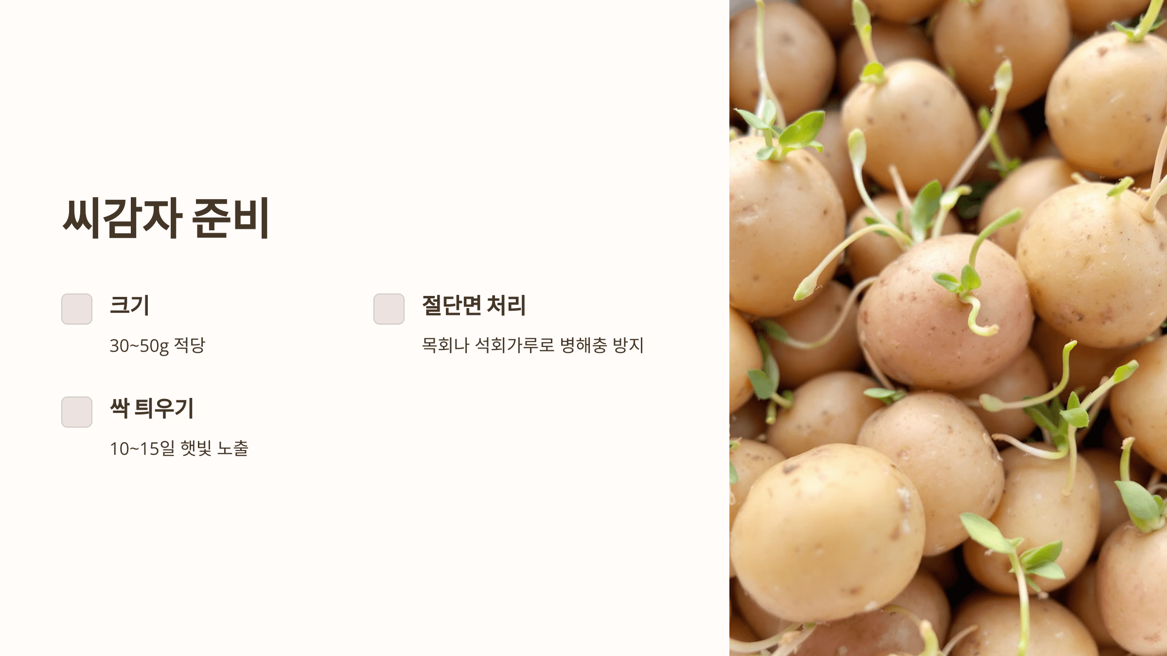 감자 사진입니다.