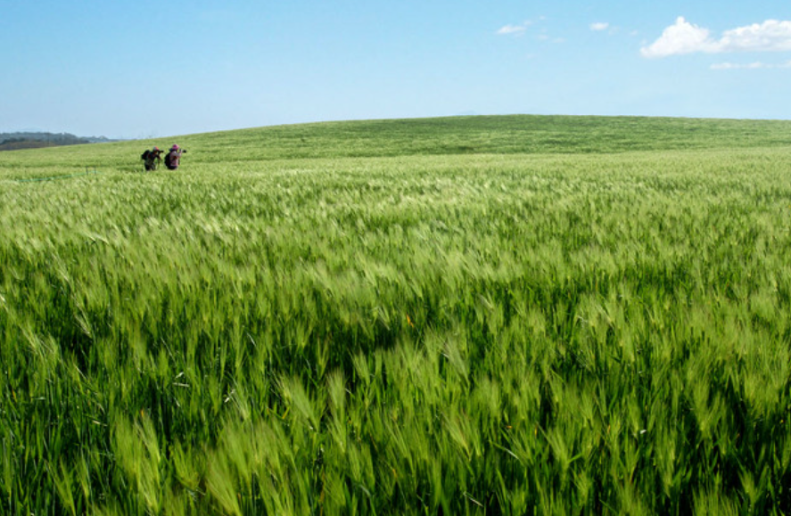 고창농원2 관련 사진