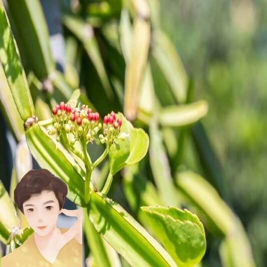 시서스-부작용-주의사항