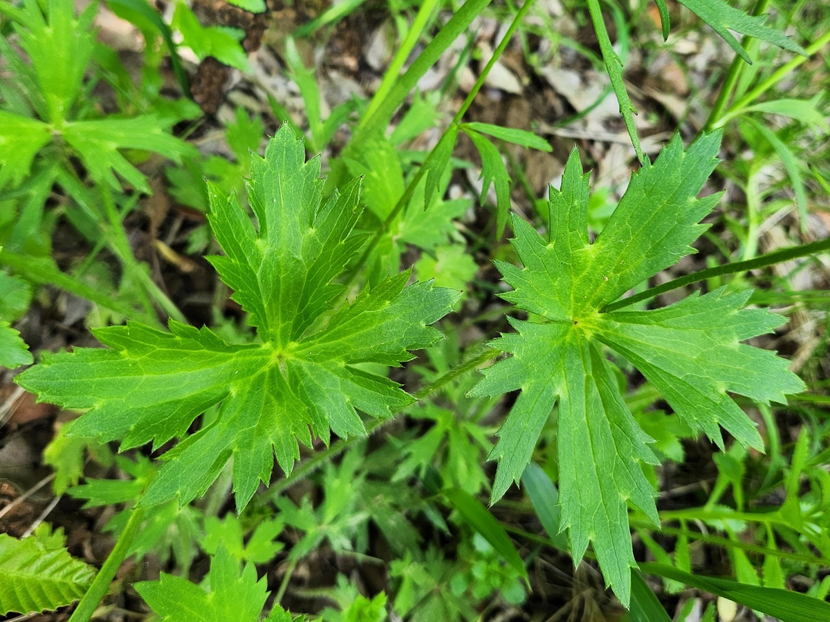 미나리아재비 Buttercup