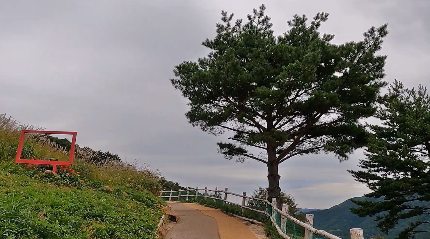 애니포레
