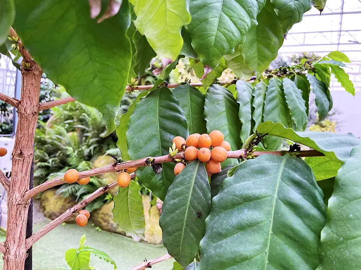생방송오늘저녁 통영 열대과일 정원 커피나무 바나나 파인애플 파파야 동백 나무 여행 가볼만한 곳 추천