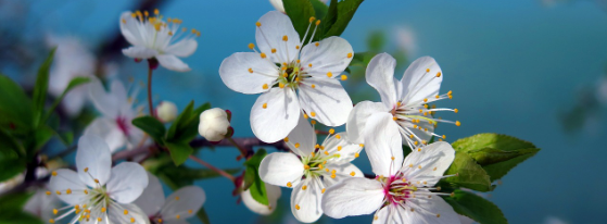 2025 진해 군항제 일정 및 벚꽃 축제