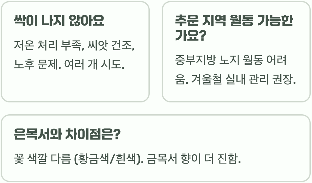 금목서꽃 씨앗부터 키우기 A to Z (파종&amp;#44; 물주기)