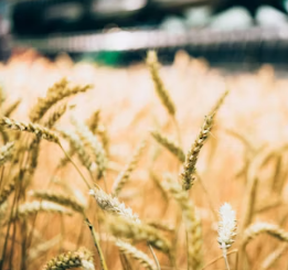 카무트 효소 부작용 분말 다이어트