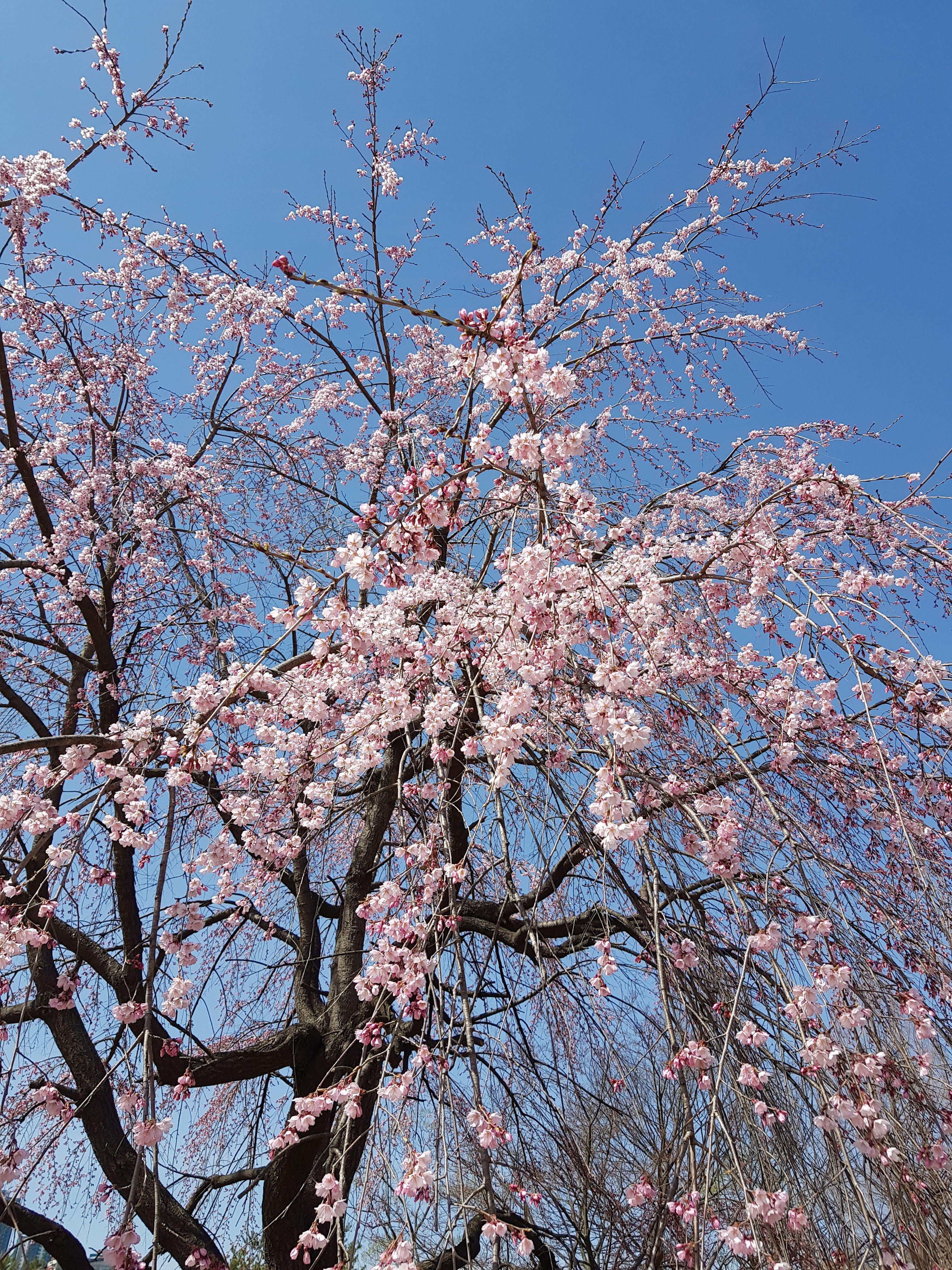 화려하게 핀 벚꽃