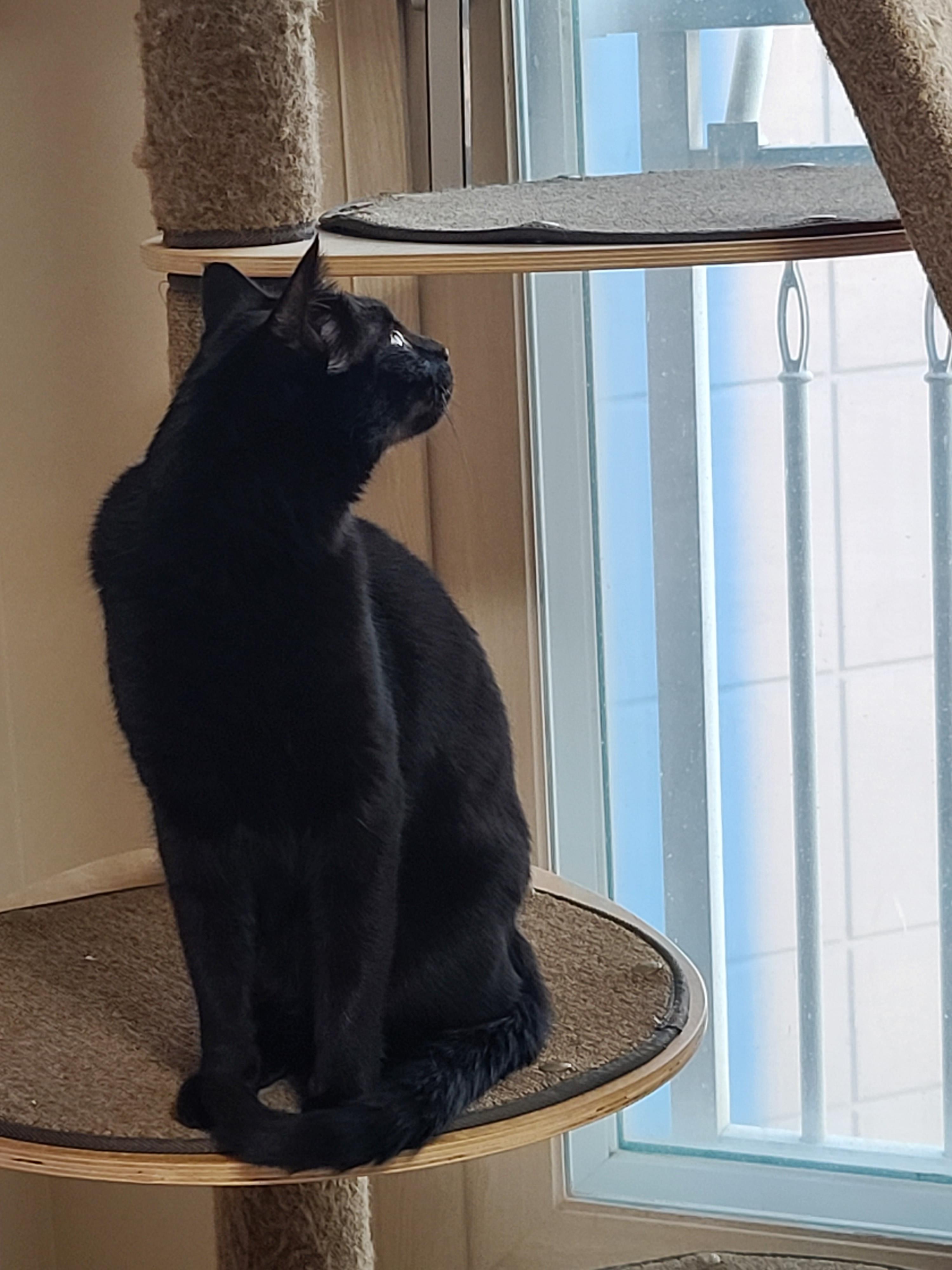 맹금류같은 멋진 새와 퓨마같은 멋진 고양이 건이의 만남.