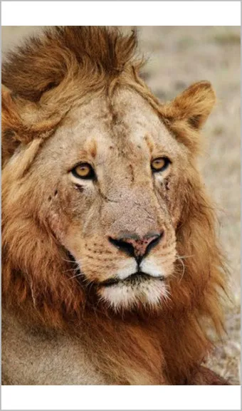 아시아사자 인도 동물 특징 성격_22