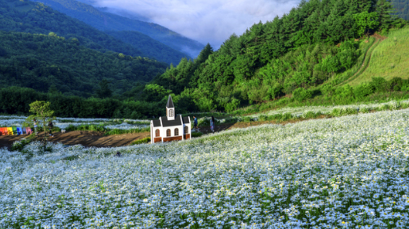 평창 육백마지기 샤스타데이지3