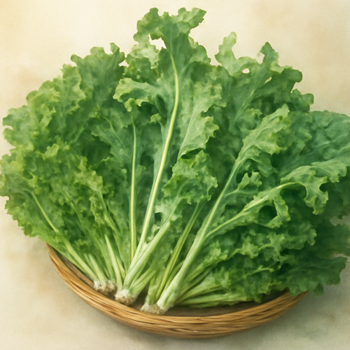 치커리_기본정보_특징