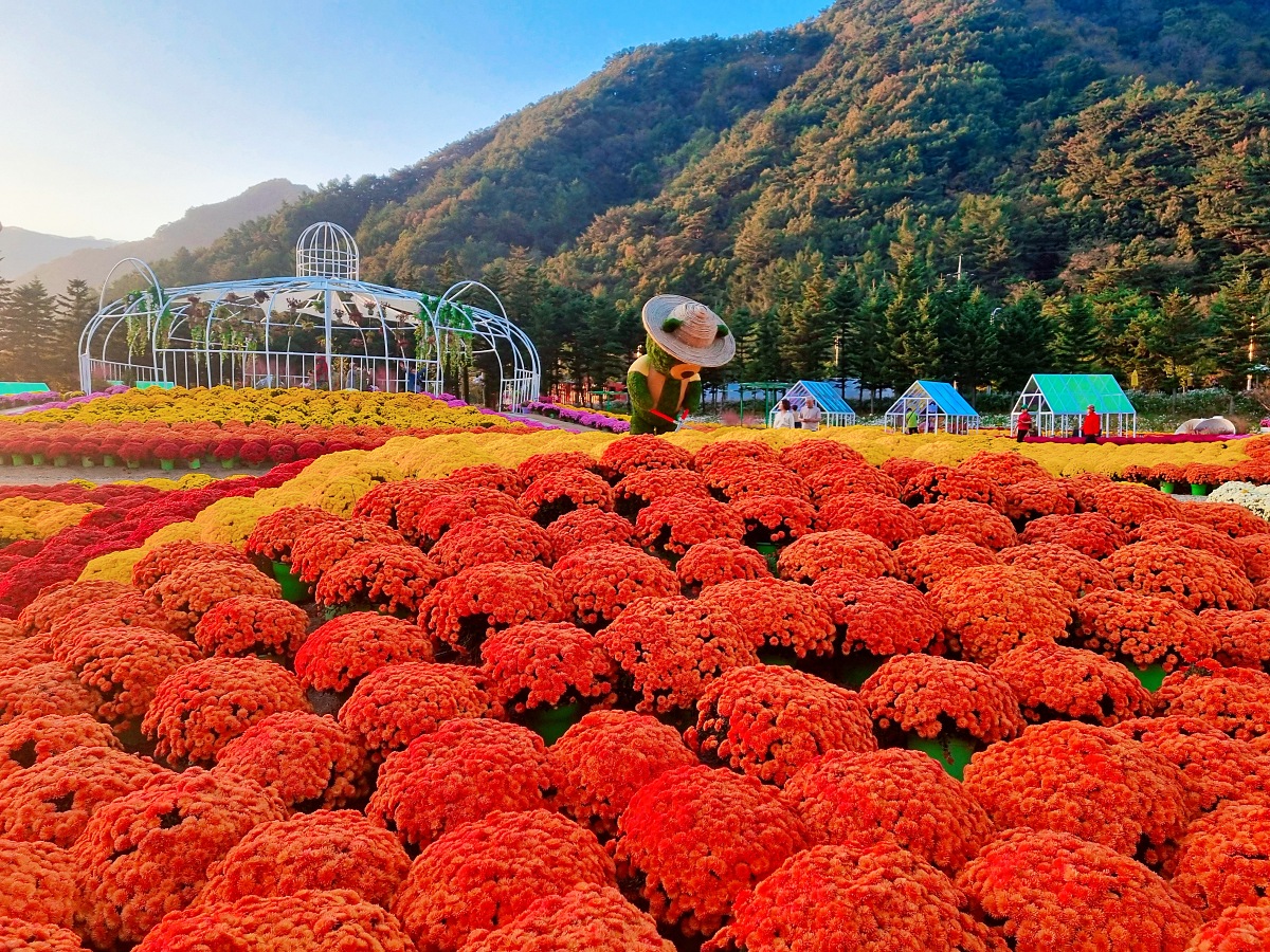 2024 강원도 인제 가을꽃 축제: 꽃길만 걷자 노을빛 국화 풍경, 단풍 후기 (10.17.)