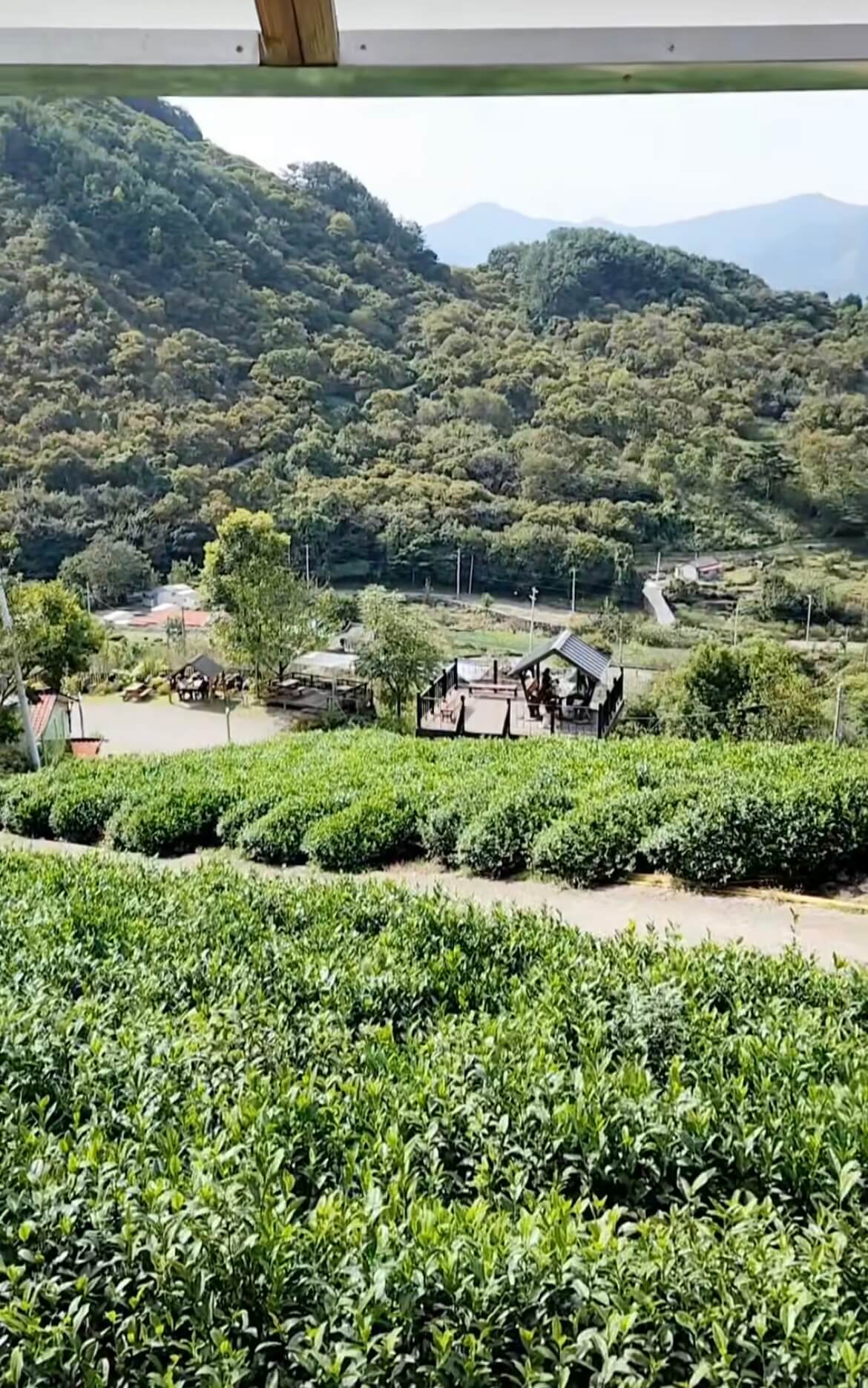 오늘 방송! 6시 내고향 전남 화순 전통 장 & 경남 하동 도심다원 위치 어디? 관련사진