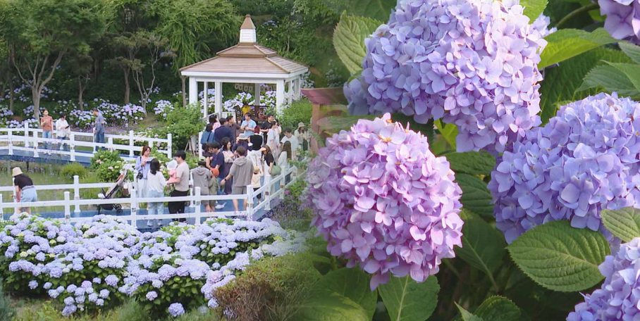 장생포 수국 축제 일정 총정리