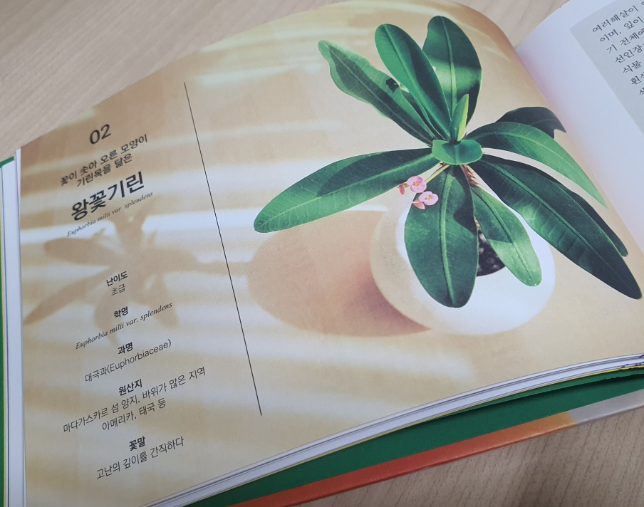 『퇴근 후, 식물』에 소개된 반려식물 '왕꽃기린'