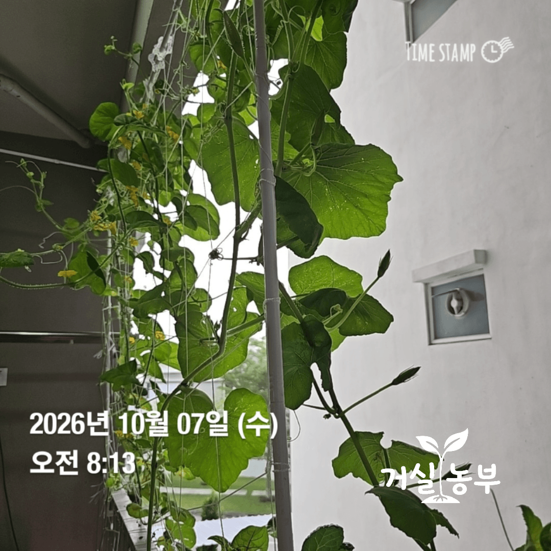 베란다 흙에서 난간을 따라 덩굴을 뻗으며 자라는 단호박